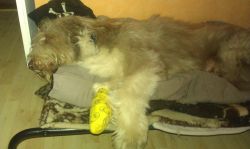 Aua Pfote - Verband